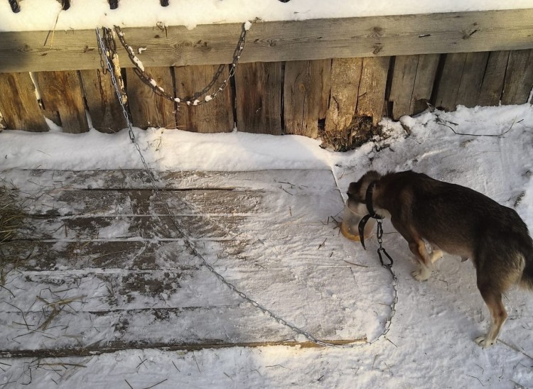 Собака на цепи в будке зимой