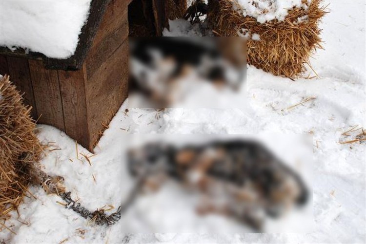 Замёрзшая собака в конуре