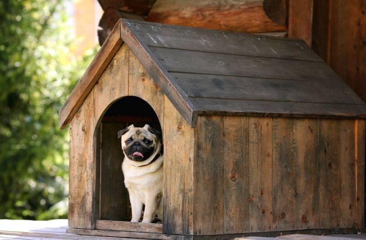 Собака с конурой