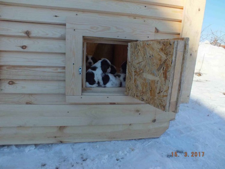Конура для собаки алабай