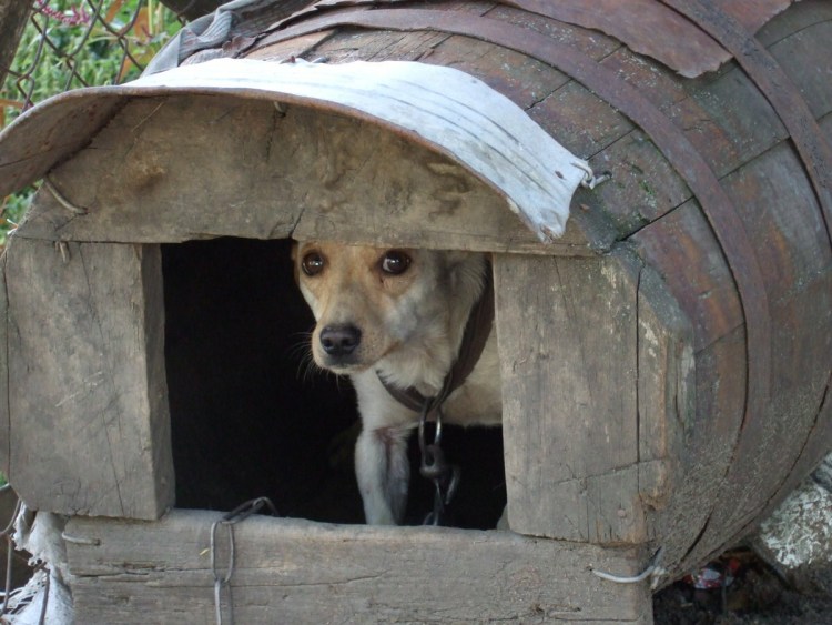 Будка для собаки