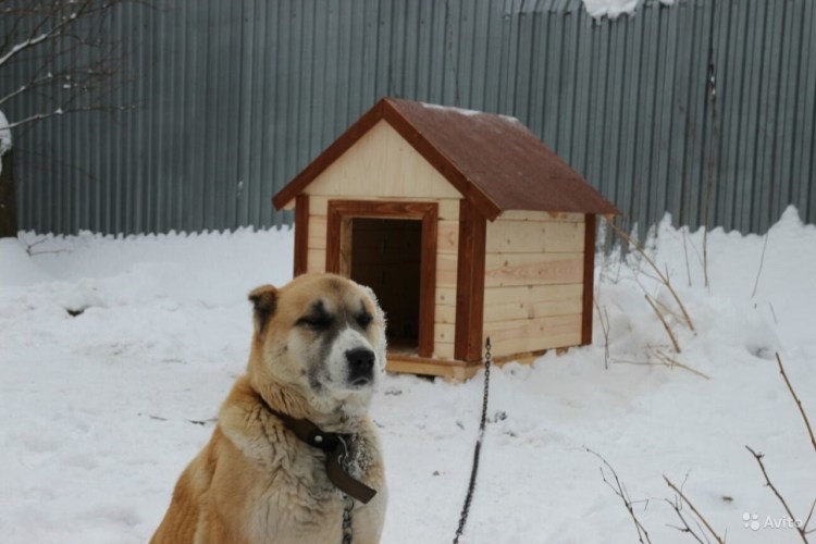Будка для собаки алабая