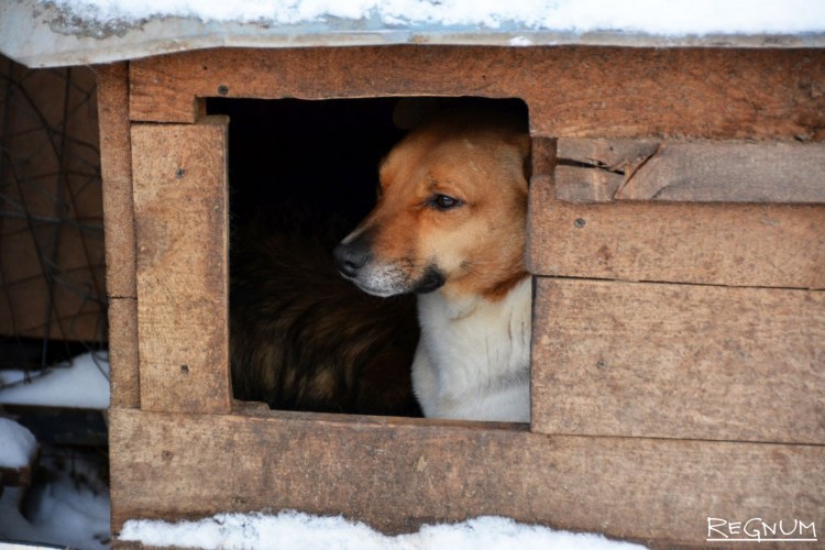 Будка для сторожевой собаки