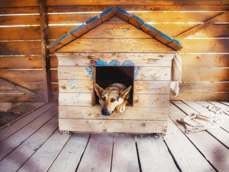 Собака с конурой