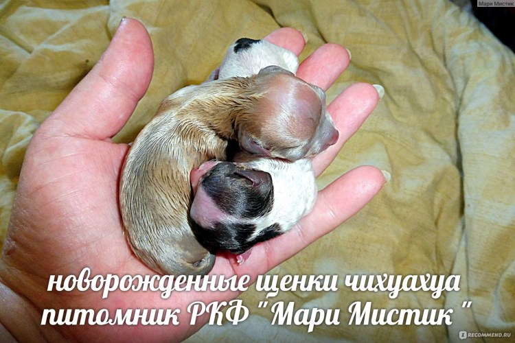 Беременность у собак крупных пород