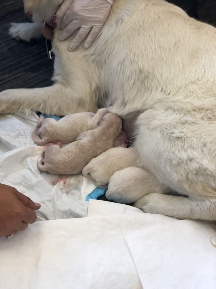 Беременность и роды у собак