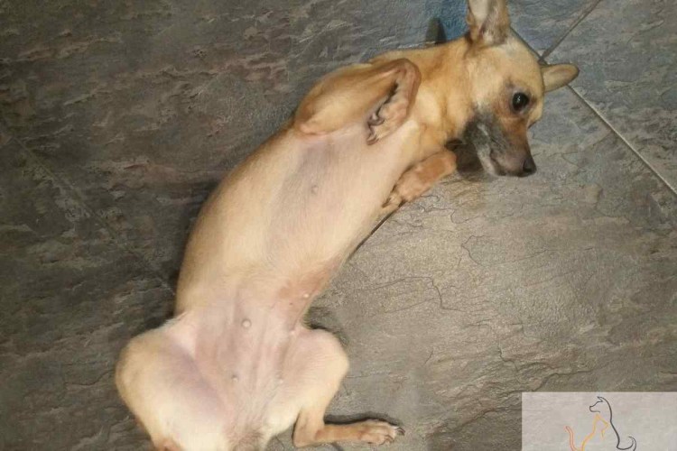 Заворот желудка у собаки симптомы