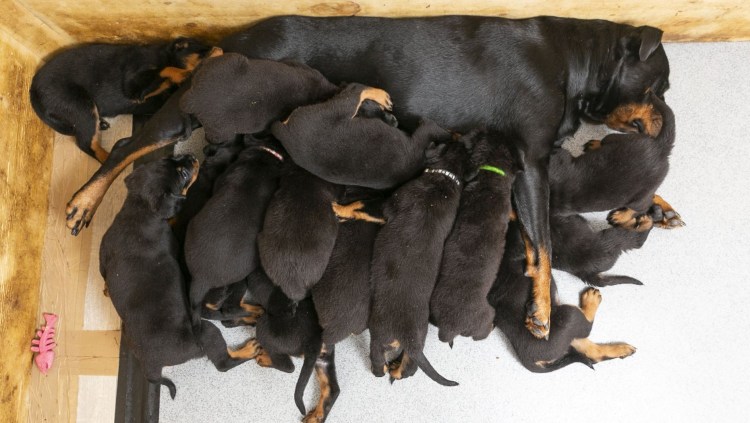 Собака кормит щенков