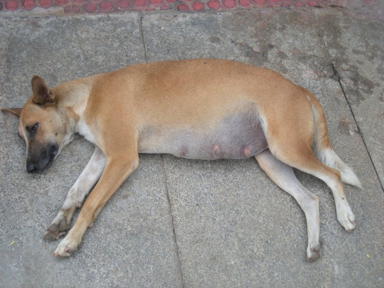 Самка собаки