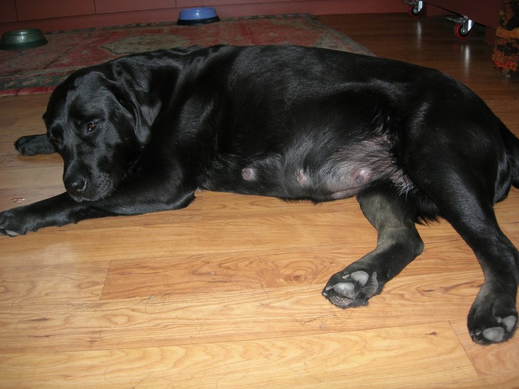 УЗИ собаки на беременность