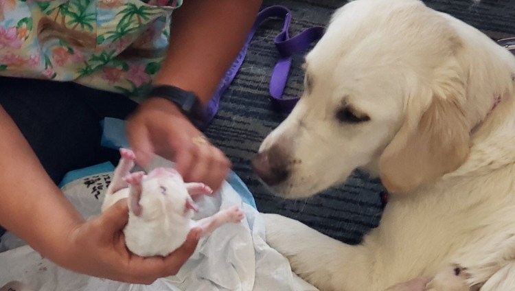 Кутята чихуахуа Новорожденные