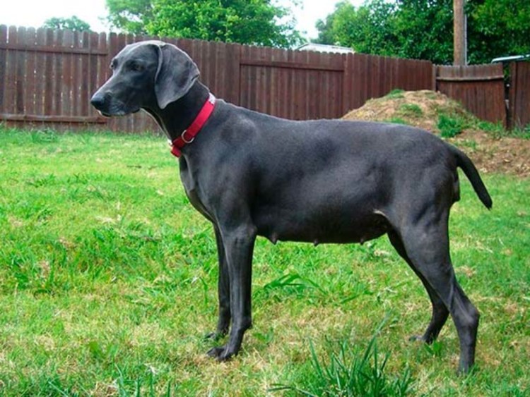 Стронгхолд для собак 2,6 - 5