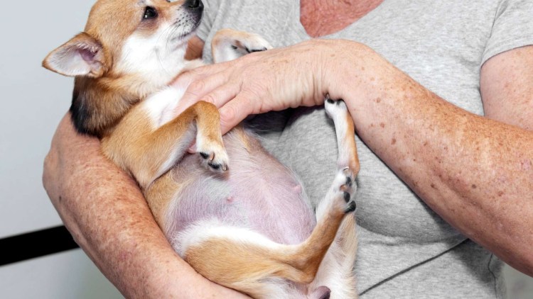 Ощенился лабрадор