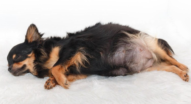 Кесарево сечение у собак