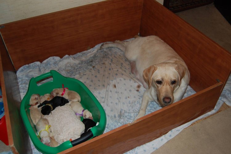 Беременная собака рожает