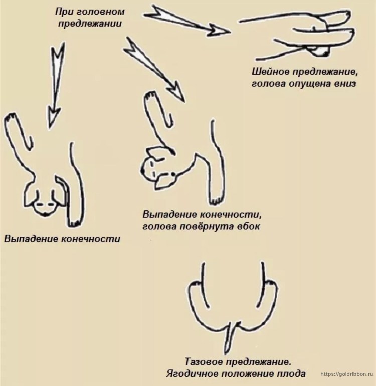 Родильный домик для собаки