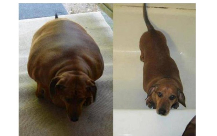 Стриженный чихуахуа