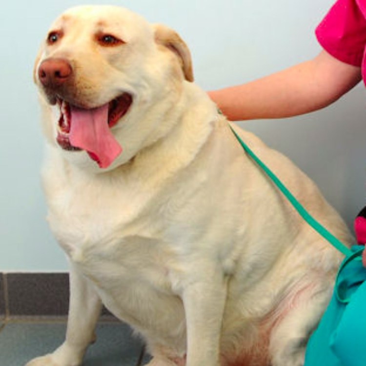 Собака чихуахуа толстая