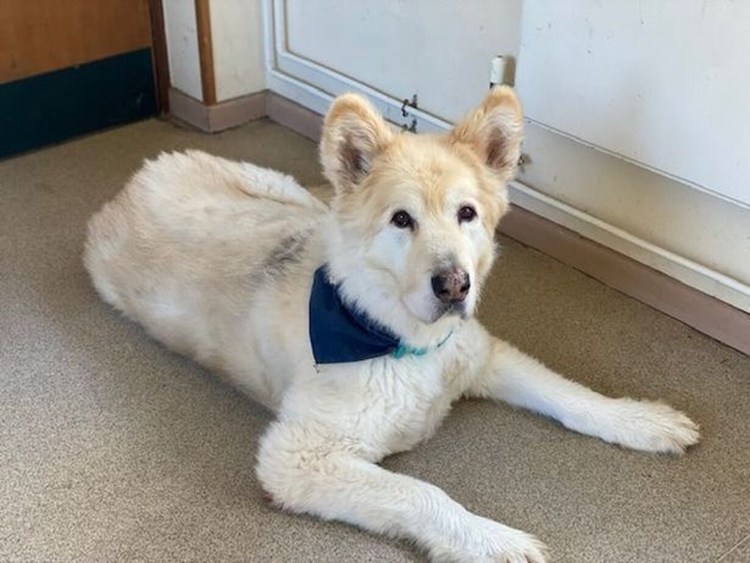 Собака ест сухой корм