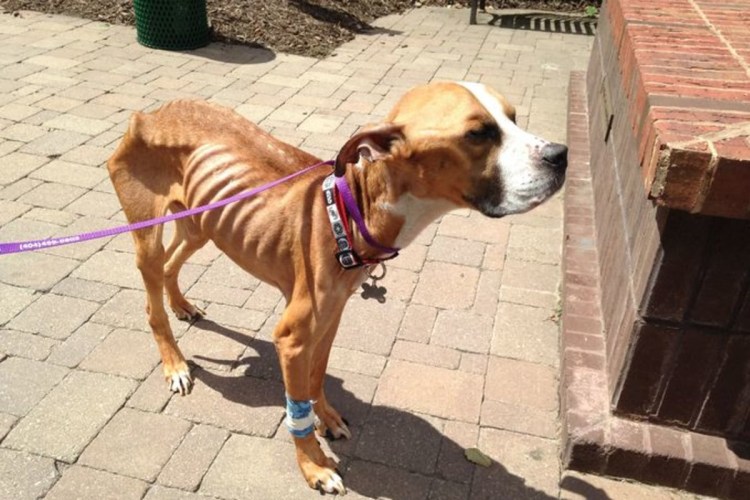 Похудение собаки