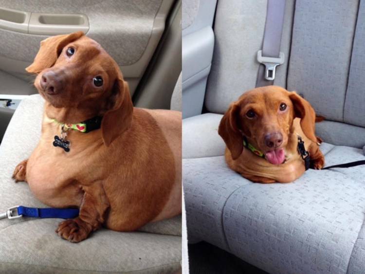 Такса Дэннис