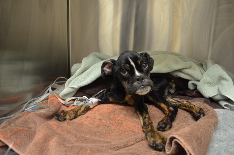 Смешные мопсы с надписями