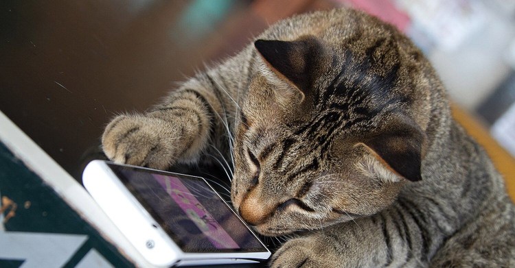 Кошка и смартфон