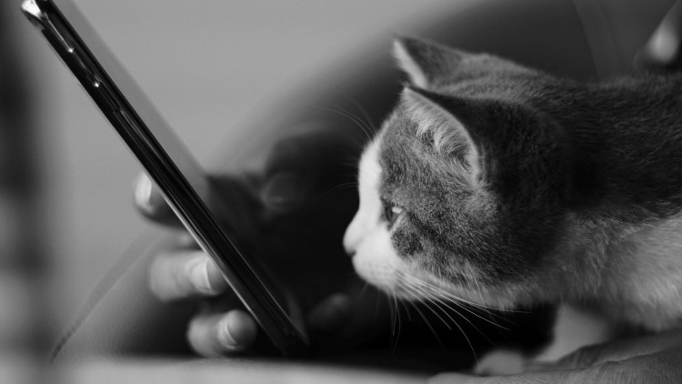 Котик с телефоном