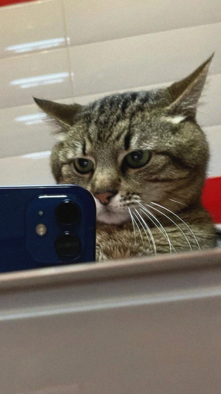 Коты селфи