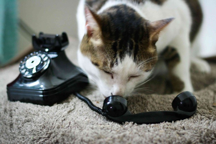 Кошечка с телефоном