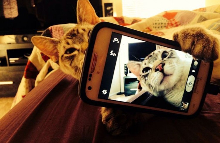 Кошечка с телефоном