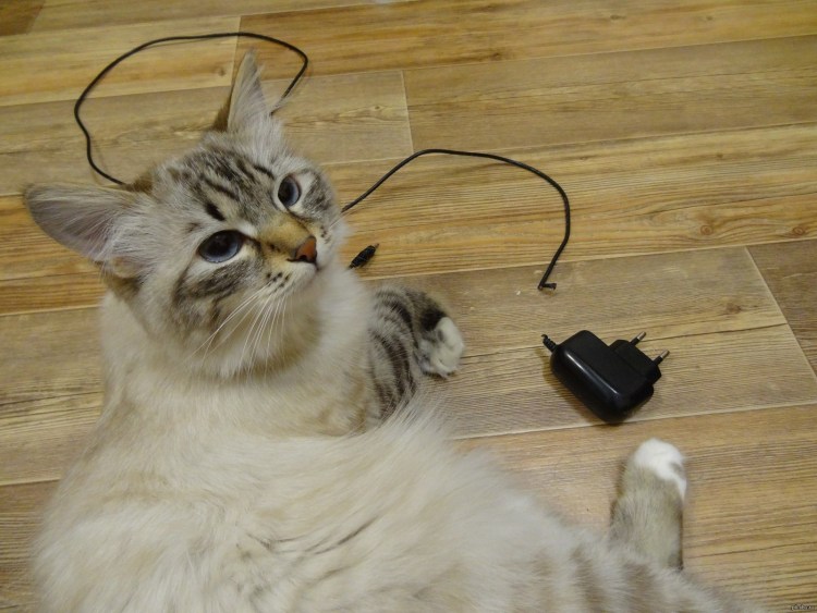 Кот перегрыз провод