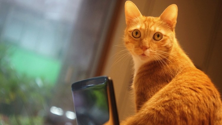 Удивленный рыжий котенок