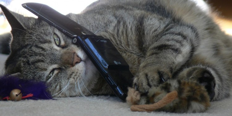 Кот с мобильником