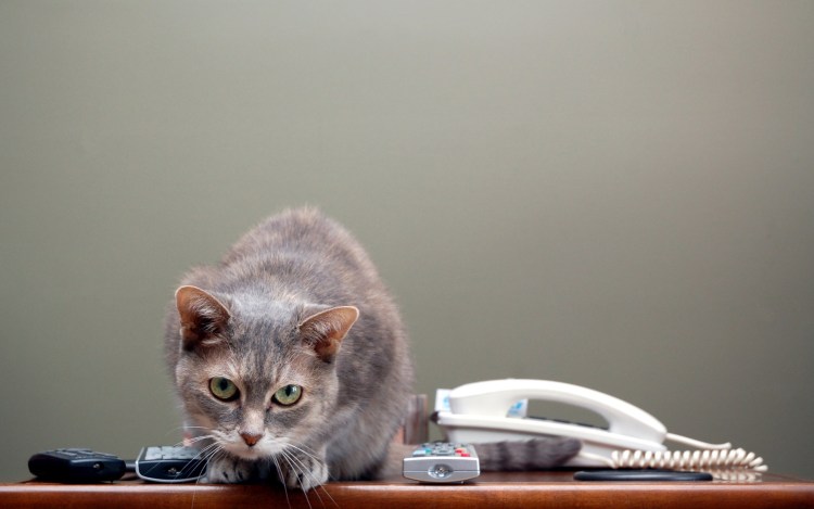 Кошка с телефоном