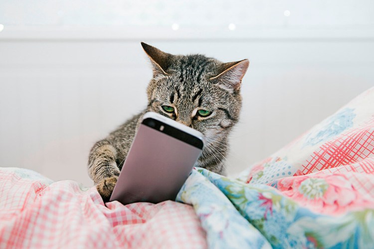 Кошка с телефоном