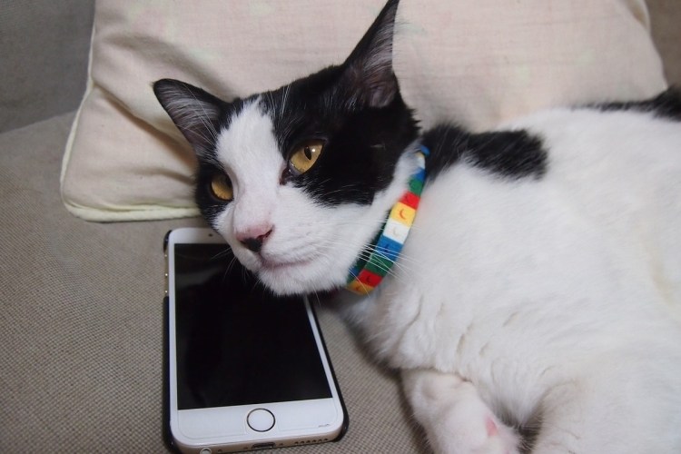 Кошка с телефоном