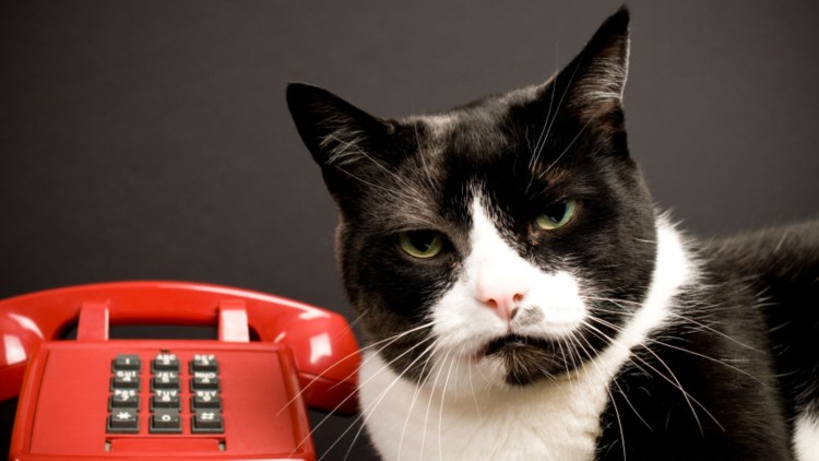 Кот с телефоном