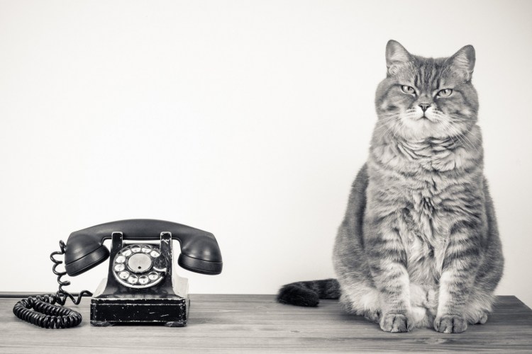 Кошка с телефоном