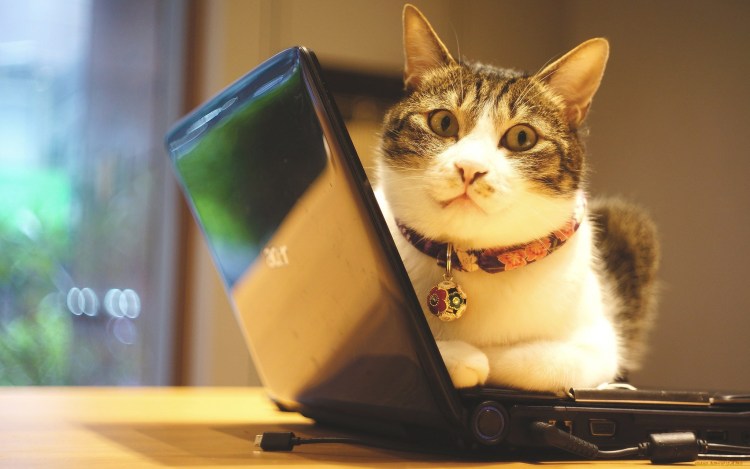 Кошка и компьютер