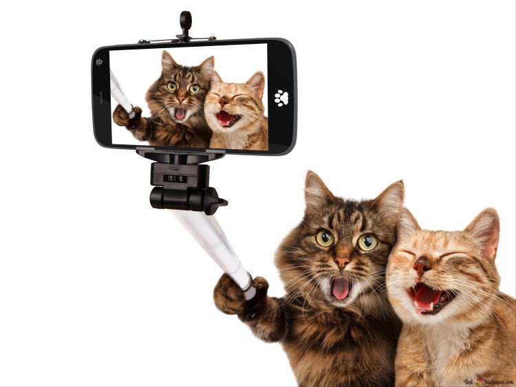 Котенок с телефоном