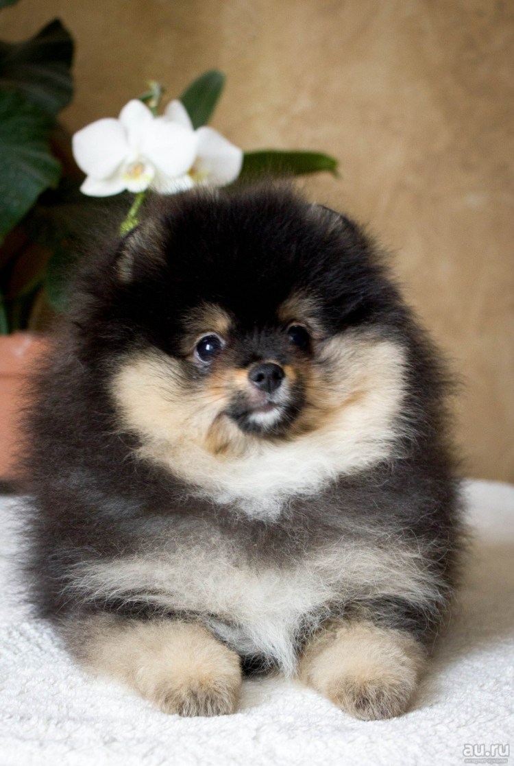 Померанский шпиц подпалый
