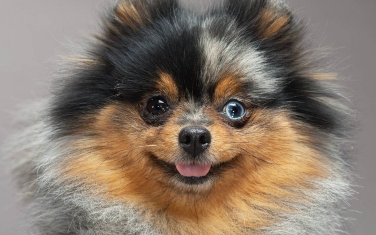 Померанский шпиц черного окраса