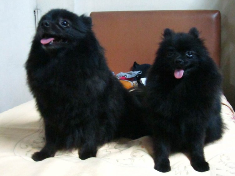 Померанский шпиц черный