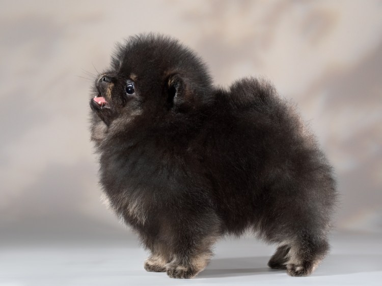 Шпиц Блю Мерле