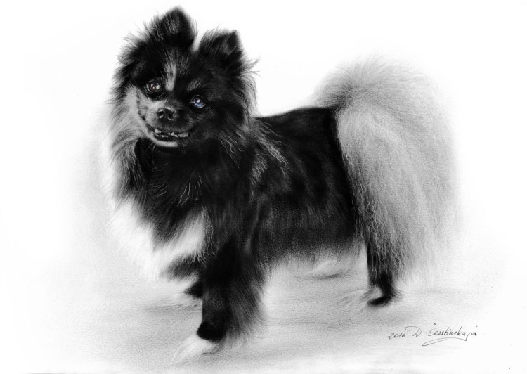 Померанский шпиц Блю Мерль