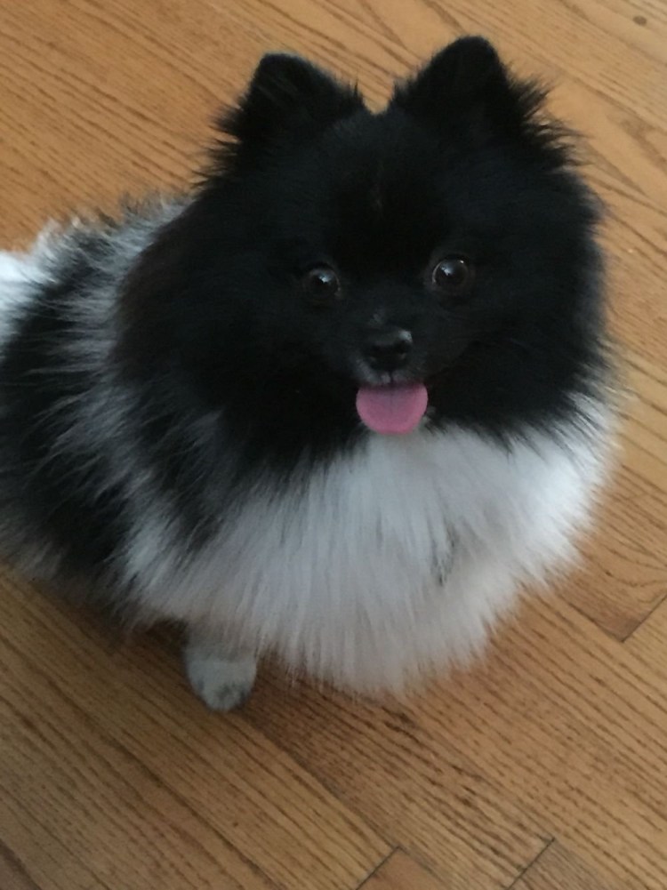 Злой чёрный померанский шпиц