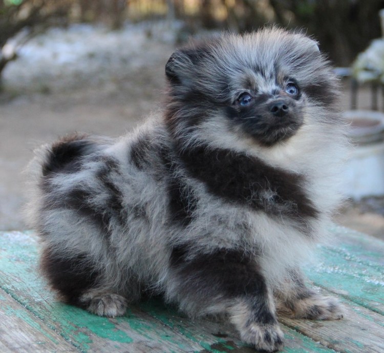 Шпиц окрас Мерле