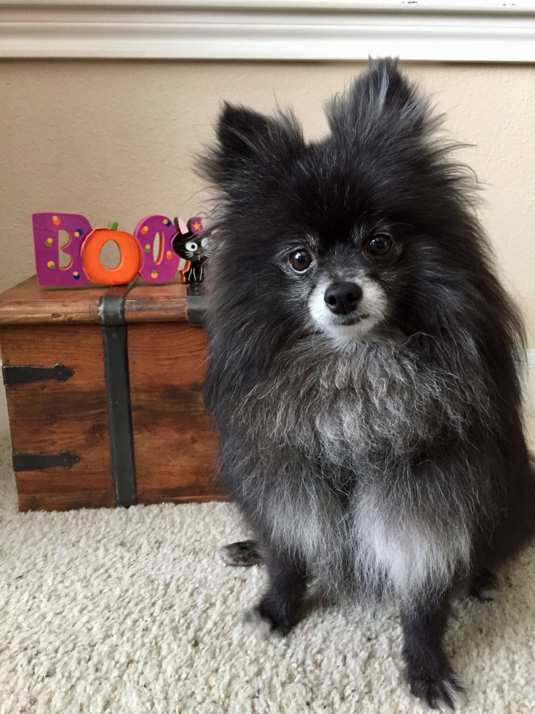 Немецкий малый шпиц черного окраса