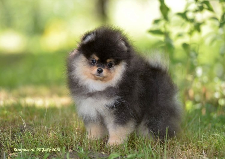 Шпиц померанский медвежьего